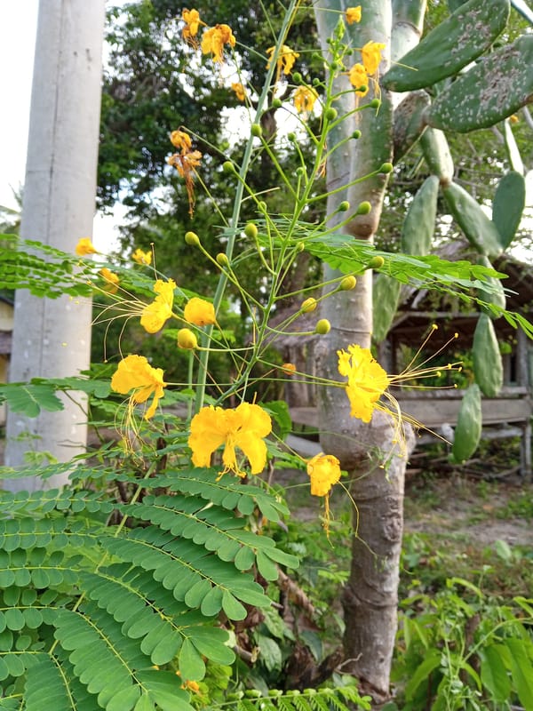 Tropical flowers documented in Indonesian village botanical observation