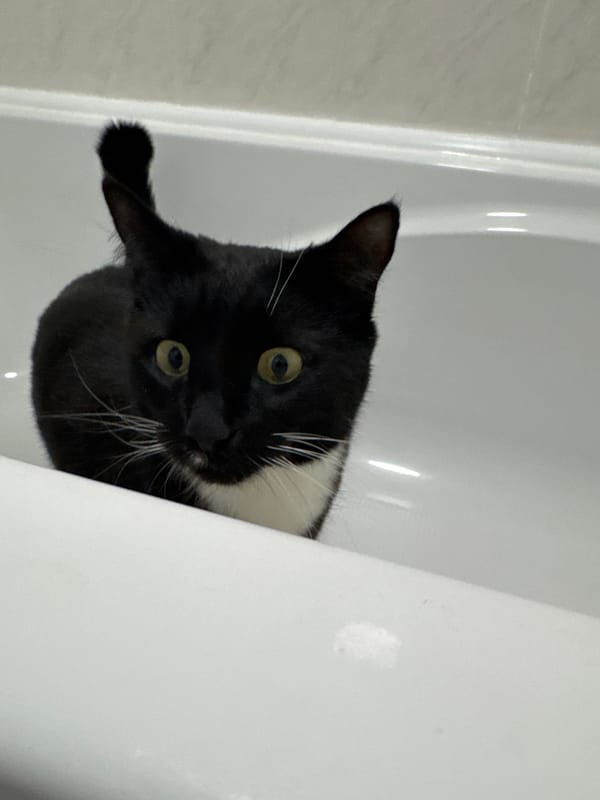 Cats photographed in bathtub scenes across Desborough homes
