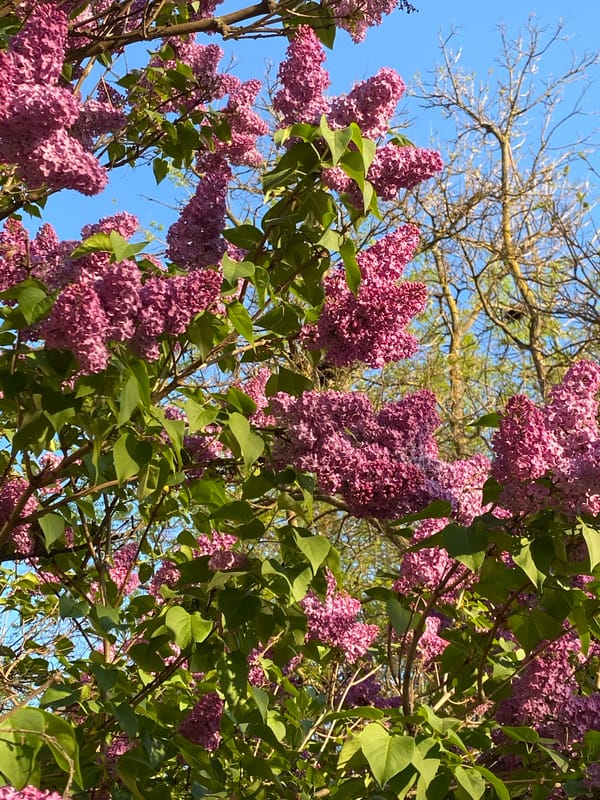 Lilac bush blooms observed in Subotica, Serbia