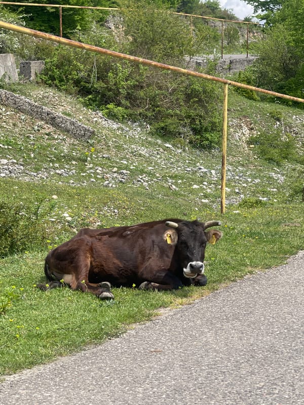 Cow rests roadside in Bunikauri, Georgia