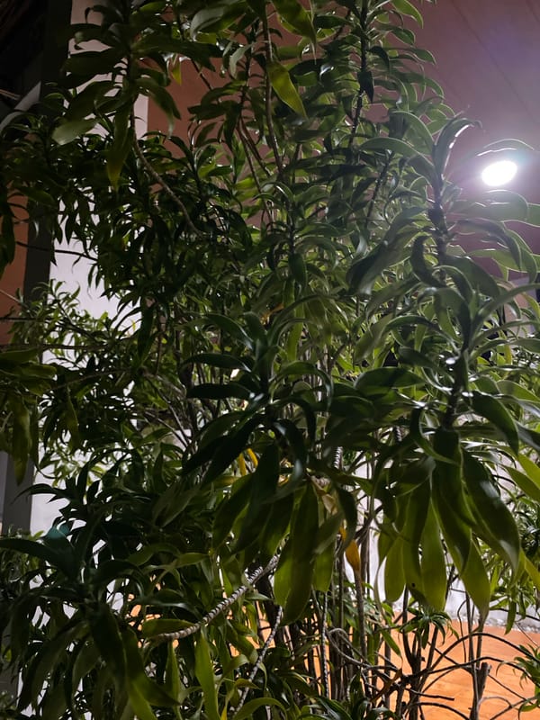 Late-night garden and plant photography around Banda Aceh