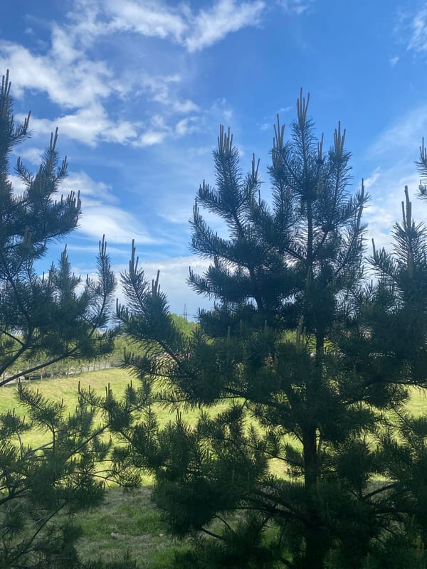 Morning scenes of parked cars and nature in Irkutsk