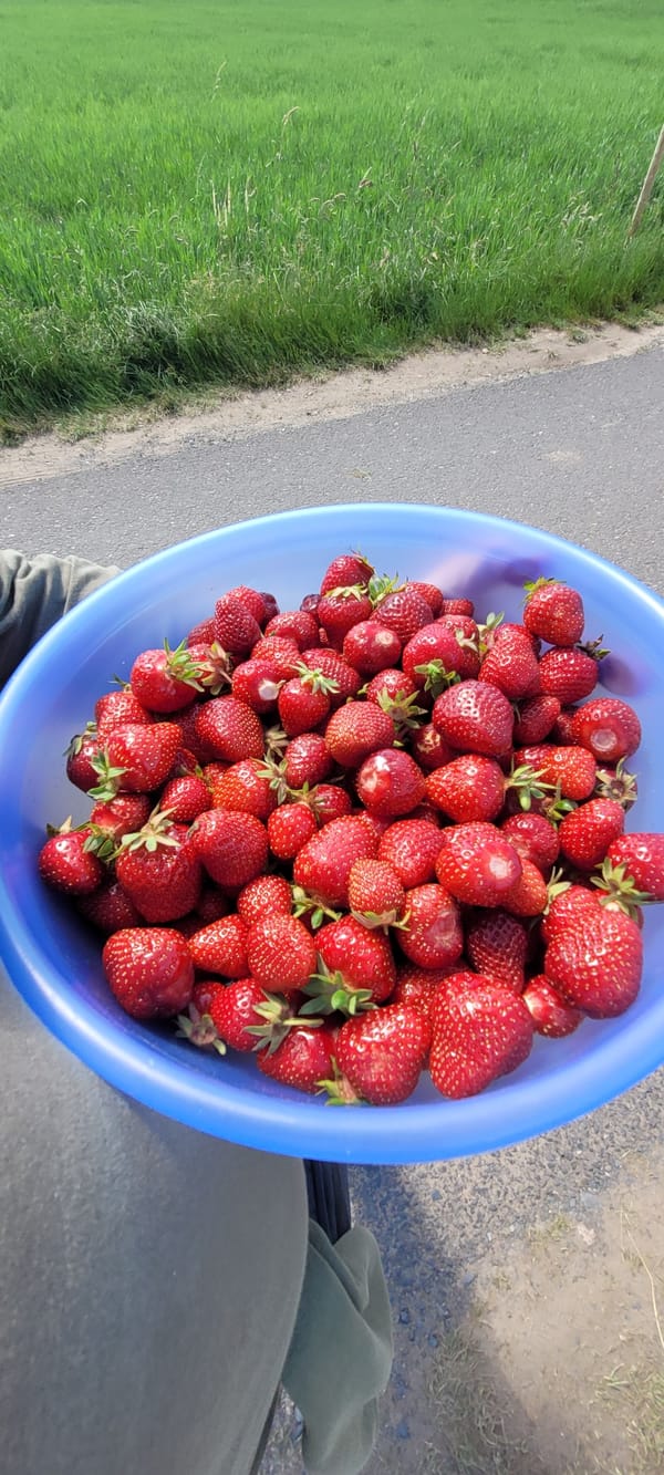 Rural farming scenes documented in Dietzenbach, Germany Sunday afternoon