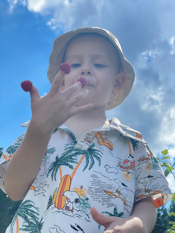 Raspberry picking in a Russian garden on a summer morning