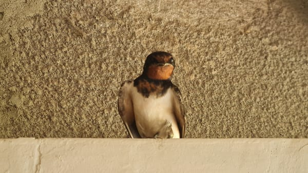 Barn swallow resting on a building ledge in Salhany, Ukraine
