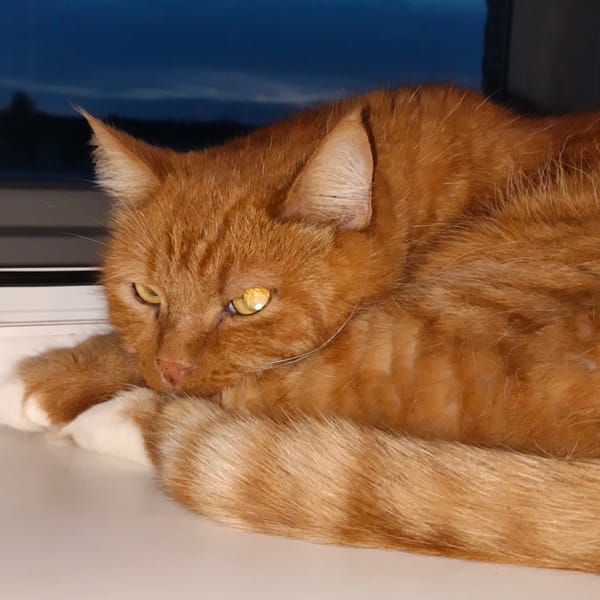 Chaikovsky at dusk: city skyline, pets, and a summer sunset