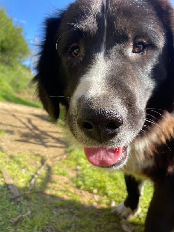 Person plays with friendly dogs in Bulgarian countryside