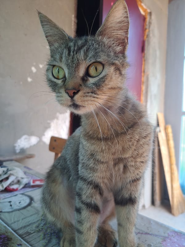 Afternoon in Vypasne: selfies, cats, and overcast skies