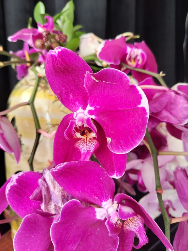 Dawn photography captures Da Lat's flowers and streetscapes