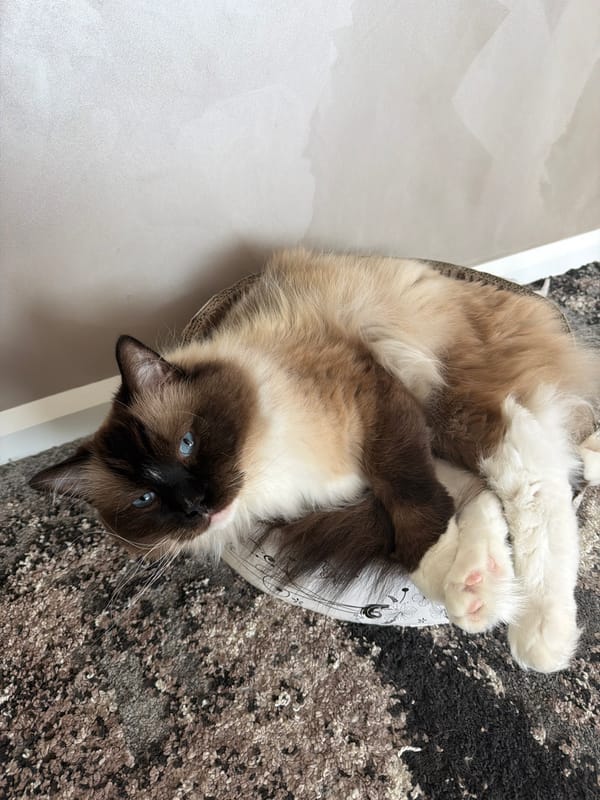 Fluffy cat enjoys a relaxed brushing session at home in Rijswijk