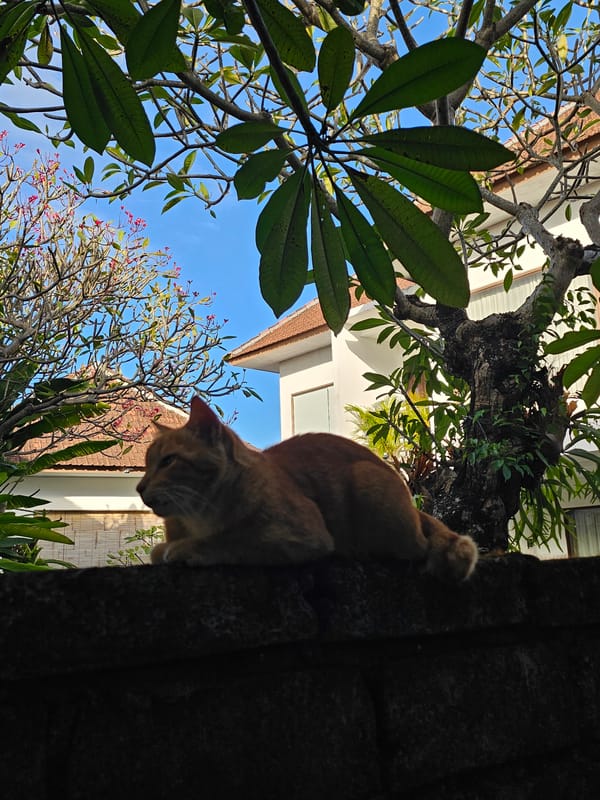 Morning beach life and cats observed across Denpasar