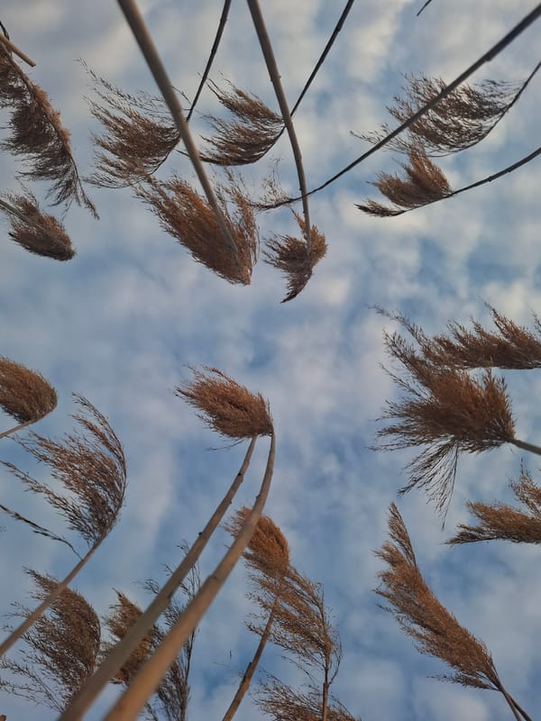 Tall dry grass photographed against cloudy sky in Russia