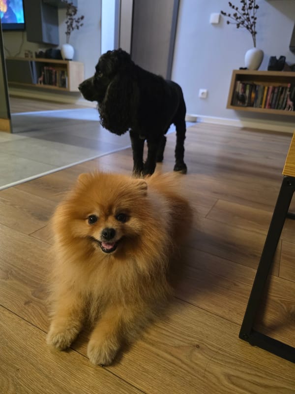 Two Dogs Rest on Wooden Floor in Sofia Home