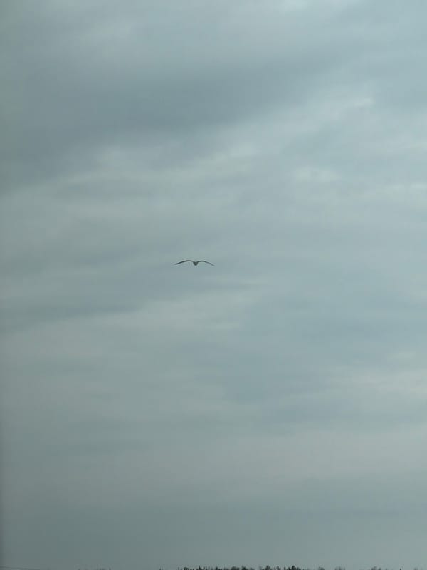 Bird spotted flying over frozen water under overcast sky