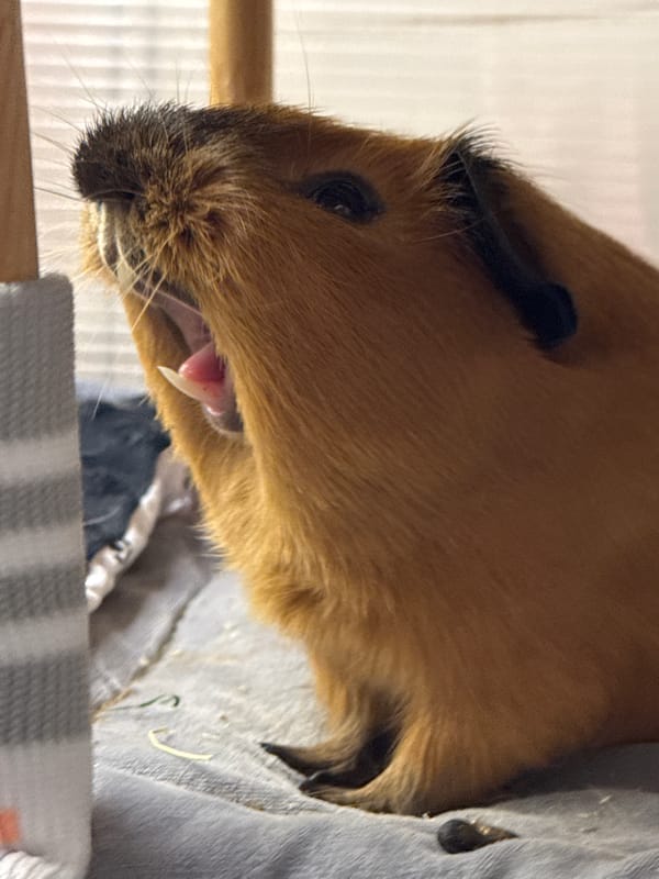 Guinea pig photo session documented over 27 minutes