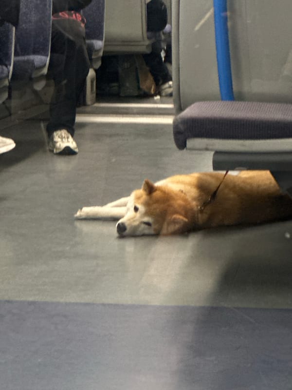 Shiba Inu spotted resting on London train floor