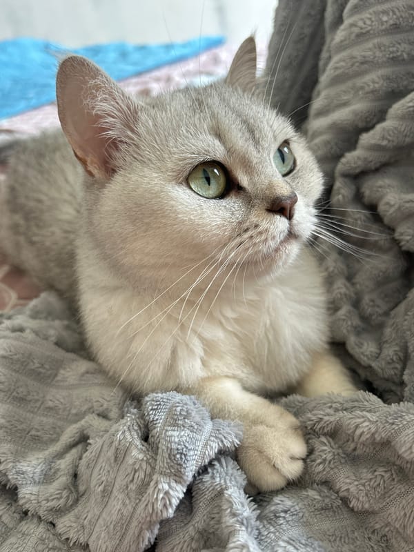 Silver tabby cat chills on a grey blanket, soaking up pets