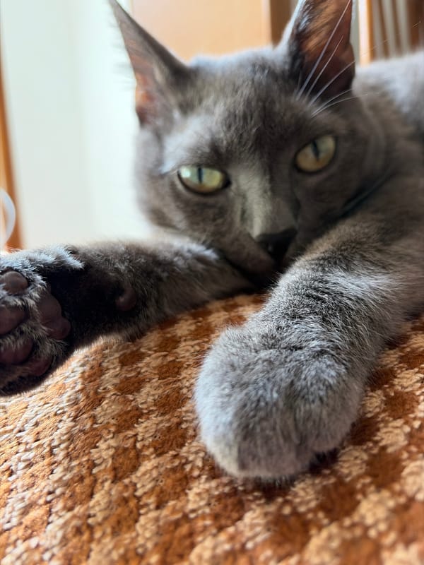 Grey cat and Pomeranian share the spotlight indoors in Torrevieja