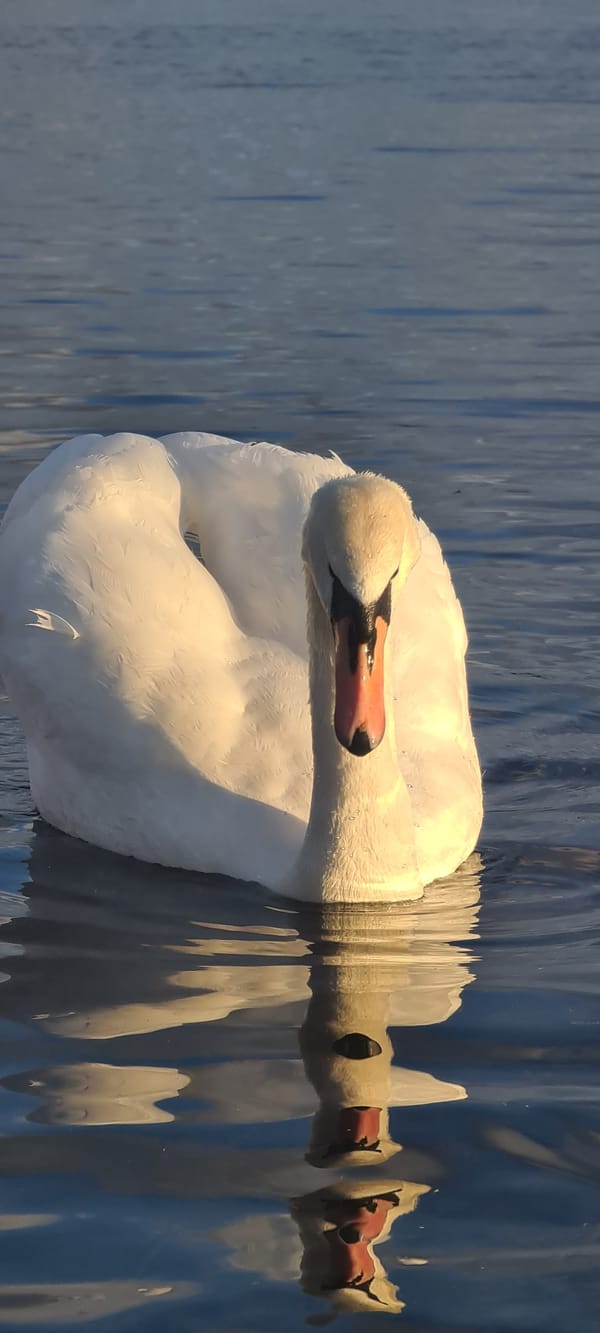 Swans and pigeons observed in Riga waterway during afternoon