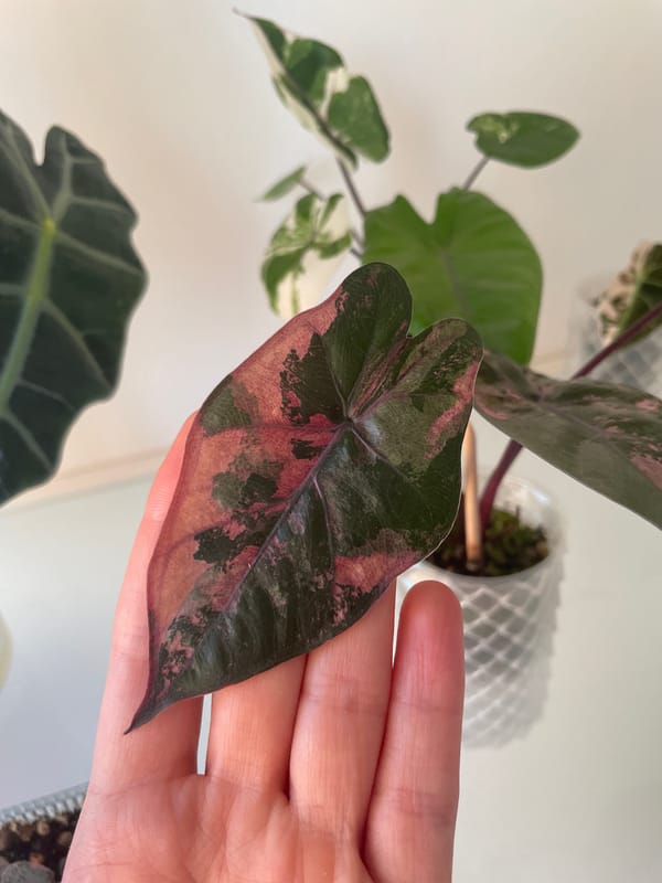 Pastel kimonos, houseplants, and decorative figurines in still life