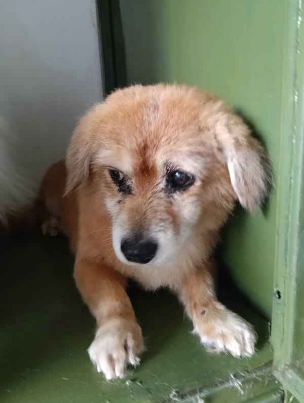 Dogs observed in cages at Nairobi facility Monday morning
