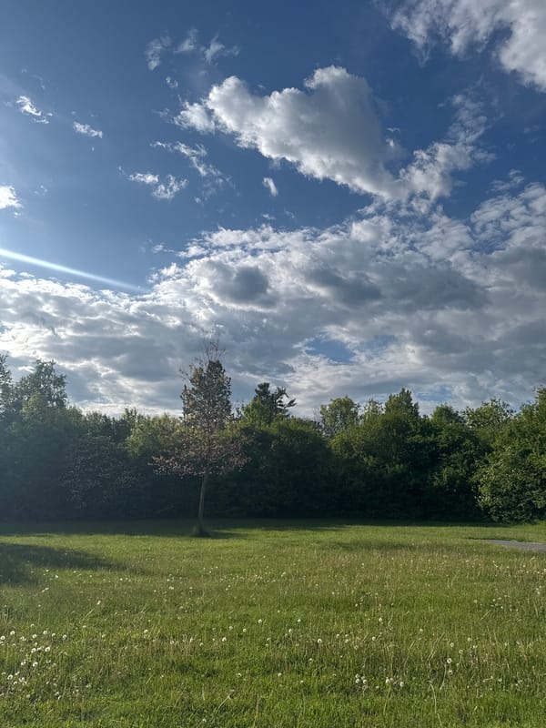 Rotated landscape photo captured in Gatineau showing natural scene