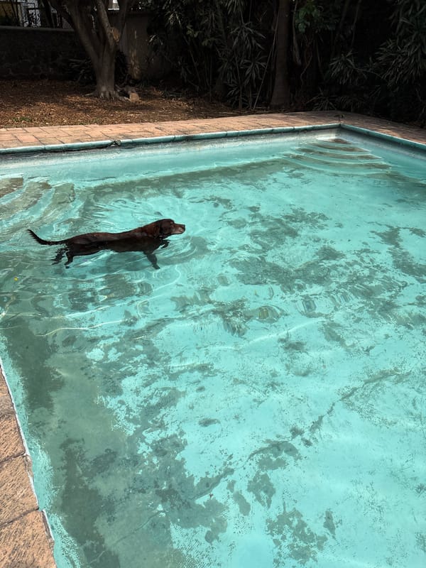 Dog enjoys swim in residential pool in Cuernavaca