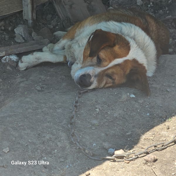 Chained dog rests near concrete structure in Haskovo, Bulgaria