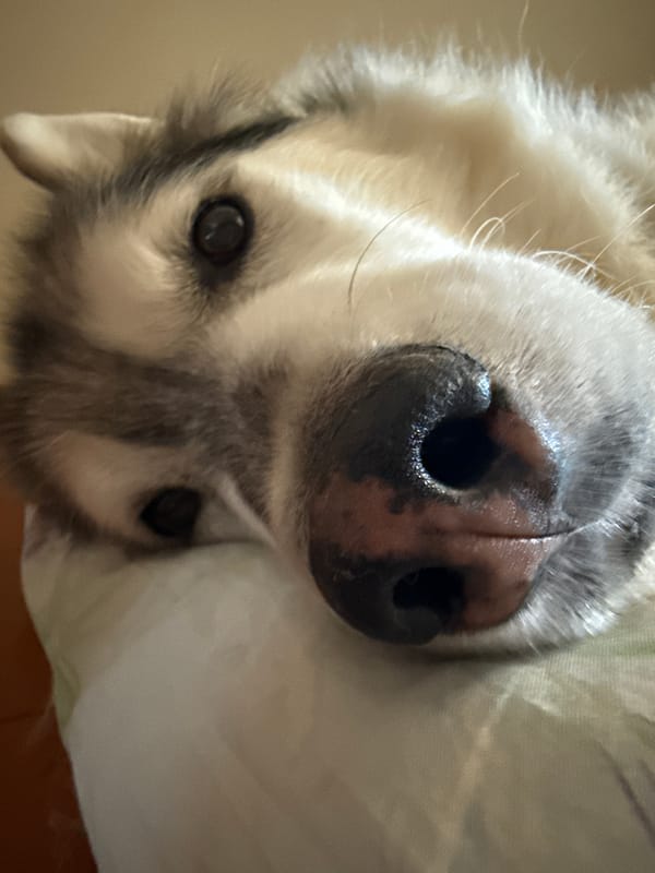 Lazy cats and a husky, all in extreme close-up