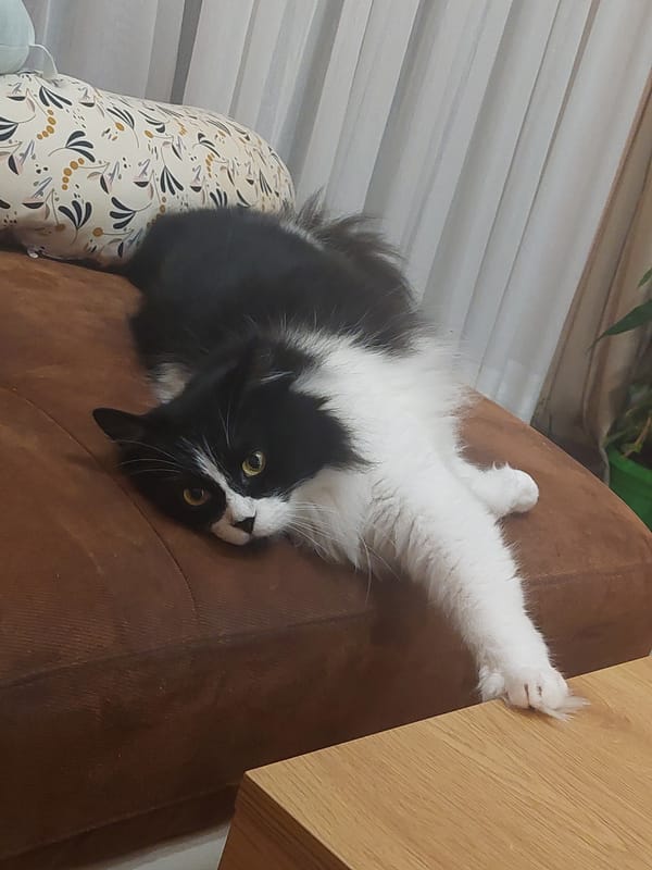 Cat rests on sofa in Plovdiv, Bulgaria