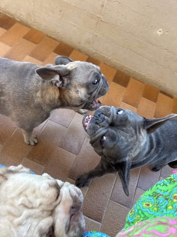 French Bulldogs in cartoon tees lounge on an Italian patio