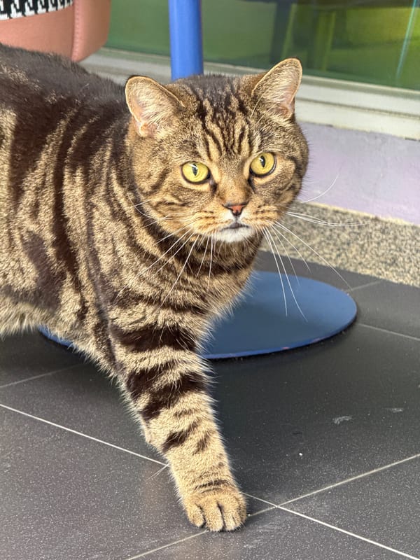 Tabby cat on tiled floor in Wichit, Thailand
