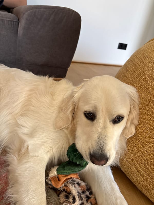 Golden Retriever enjoys quiet morning at Lozen home