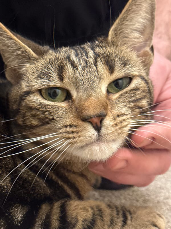 Tabby cat photographed being petted in Desborough home