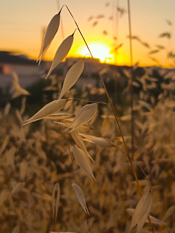 Golden hour wildflower and field macro shots near Sevastopol
