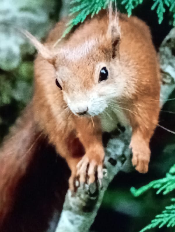 Wide-ranging wildlife and nature photography from Chachersk, Belarus