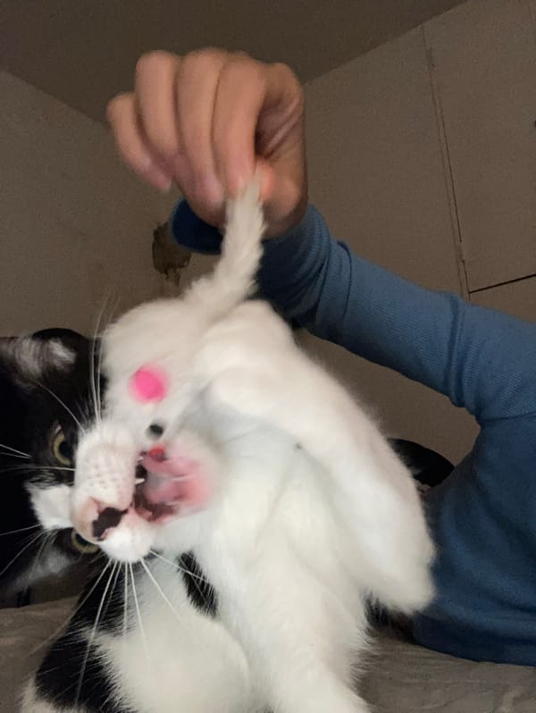 Person documents cat handling and elevator selfie moments