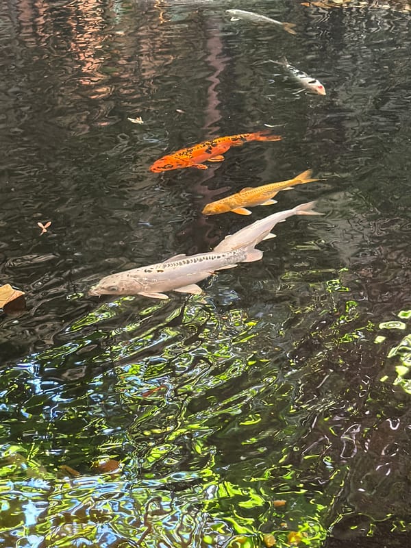 Afternoon stroll through a São Paulo garden and cultural complex