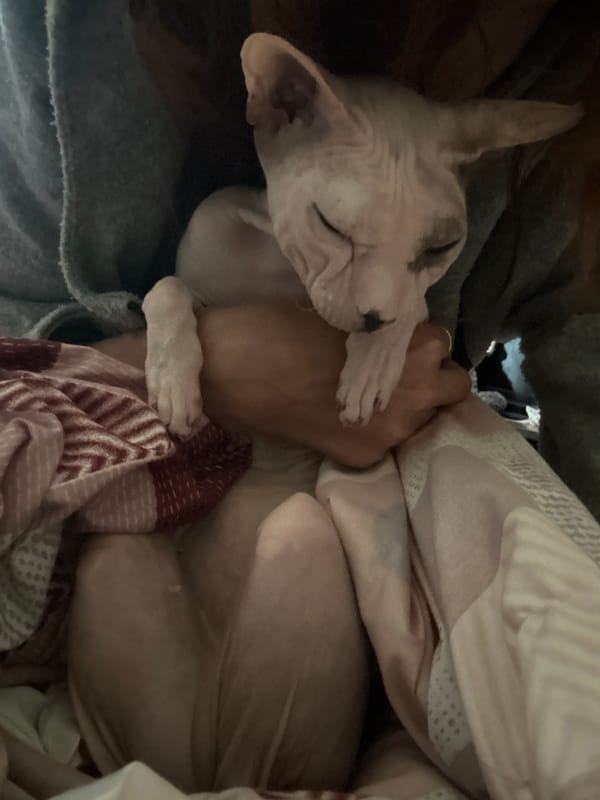 Sphynx cat in costumes naps through an afternoon photo session