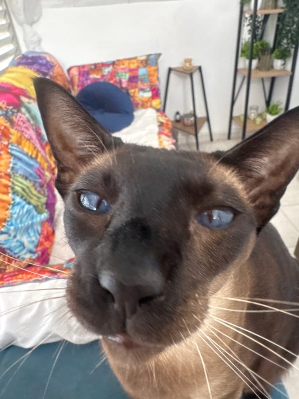 Woman holds Siamese cat indoors in Ramat Gan