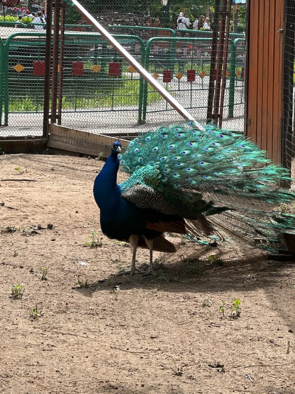 Morning scenes captured at recreational park with wildlife, rides