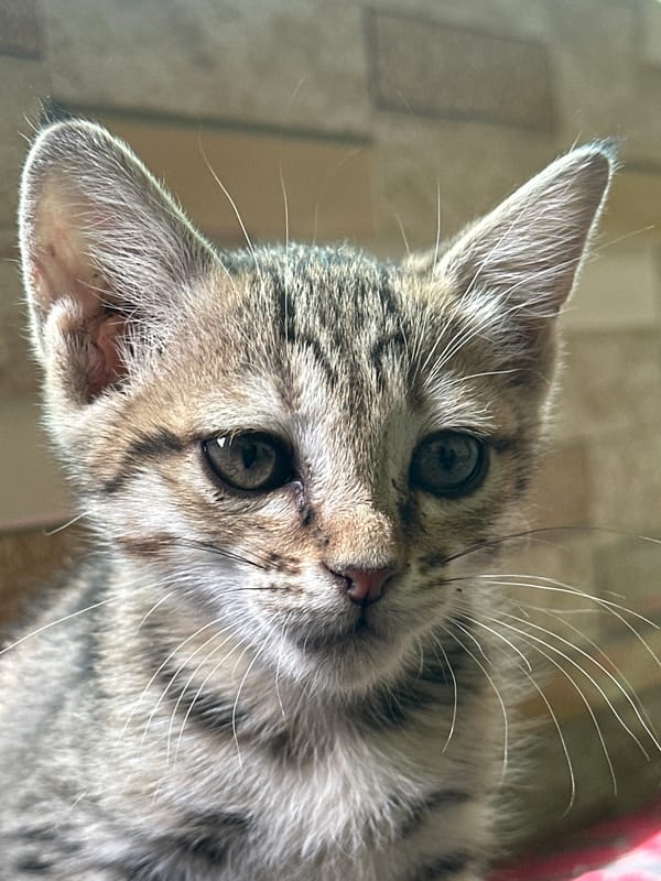 Tabby kitten photographed in early morning Bostan, Pakistan session