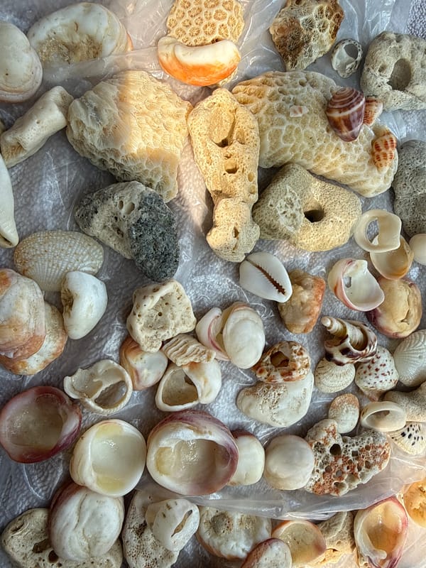 Morning observations at Vietnamese heritage site include wildlife, specimens