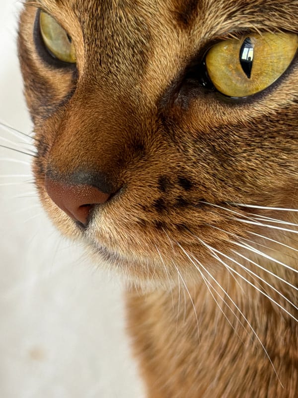 Brown Abyssinian cat photographed in close-up portraits