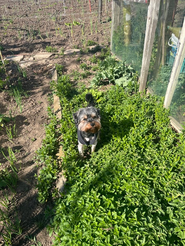 Dog and chickens observed in garden farm area