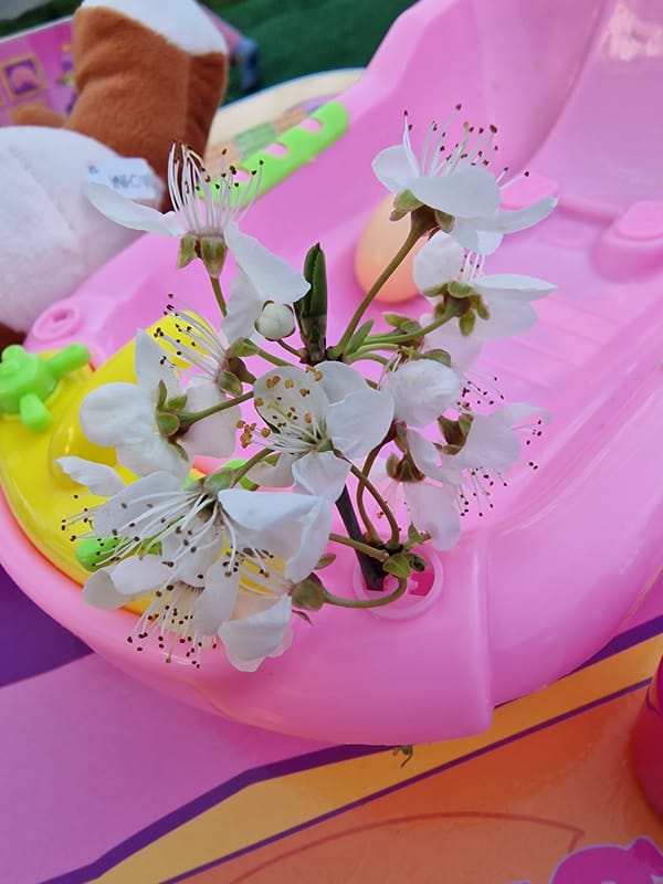 Cherry blossoms documented in bloom with unopened buds April 6