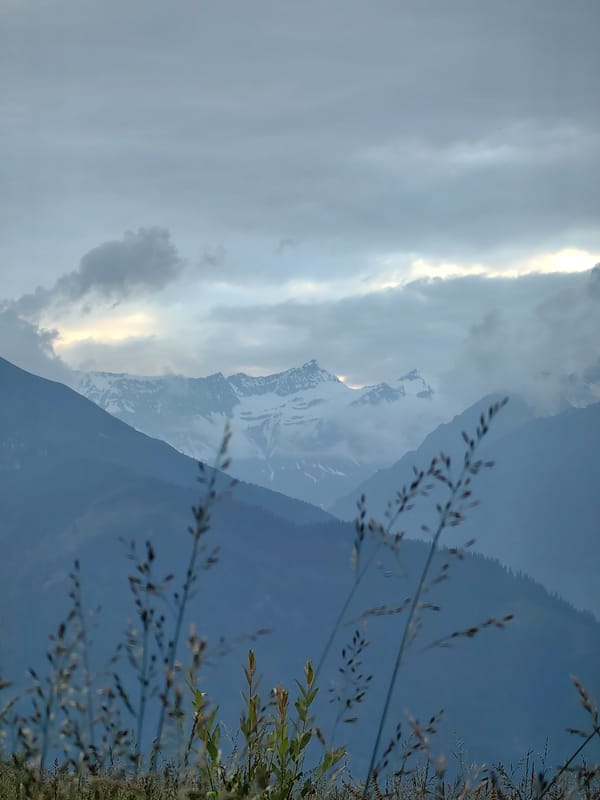 Cows and Himalayan peaks on a cloudy afternoon in Prini