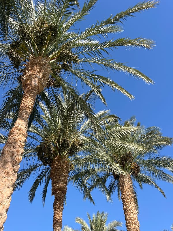 Sharm El Sheikh resort grounds on a bright summer morning