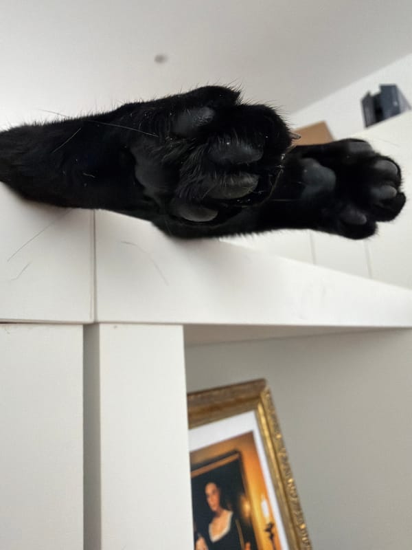 Black cat's lazy Sunday afternoon across a Madrid apartment