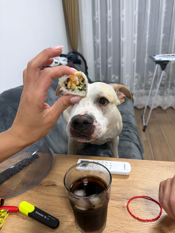Pit bull lobbies hard for a share of sushi night